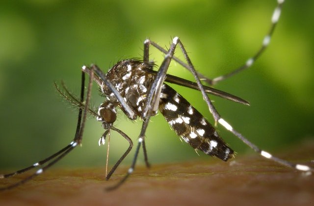 Țara în care vor fi eliberați 750 de milioane de țânțari modificați genetic