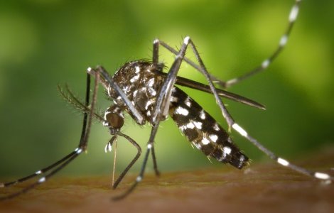 Țara în care vor fi eliberați 750 de milioane de țânțari modificați genetic