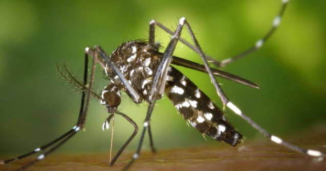 Țara în care vor fi eliberați 750 de milioane de țânțari modificați genetic