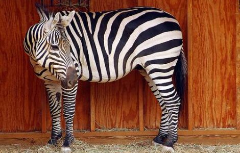 VIDEO: Magari vopsiti in locul a doua zebre moarte la zoo