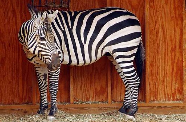 VIDEO: Magari vopsiti in locul a doua zebre moarte la zoo