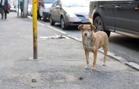 Primaria Capitalei vrea sa sterilizeze cainii comunitari
