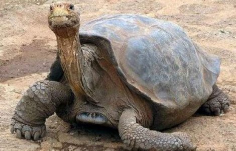 Singuraticul George a fost impaiat in Statele Unite