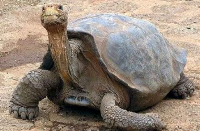 Singuraticul George a fost impaiat in Statele Unite