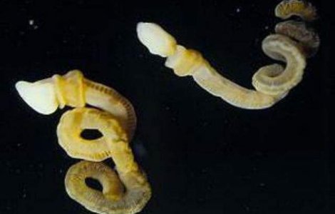 O fosila, veche de 500 de milioane de ani, descoperita in Canada