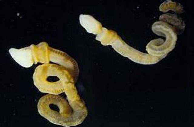 O creatura fosila, veche de 500 de milioane de ani, descoperita in Canada