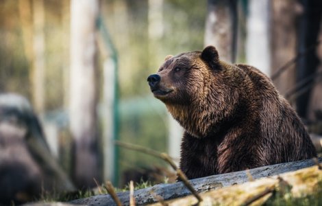 Urs împușcat la Miercurea Ciuc. Intrase de două ori în curtea unui liceu