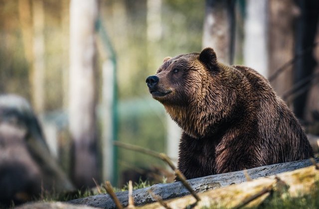 Urs împușcat la Miercurea Ciuc. Intrase de două ori în curtea unui liceu