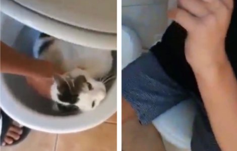 VIDEO Adolescent cercetat penal după ce a blocat o pisică în vasul de toaletă