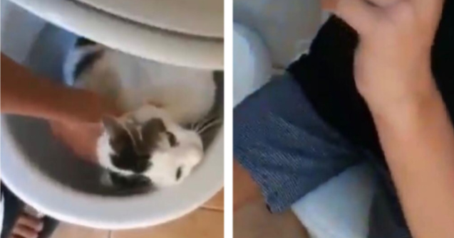 VIDEO Adolescent cercetat penal după ce a blocat o pisică în vasul de toaletă