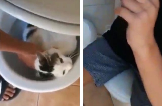 VIDEO Adolescent cercetat penal după ce a blocat o pisică în vasul de toaletă