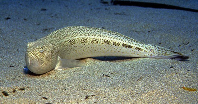 Un adolescent a murit pe loc după ce a fost înțepat de un pește veninos