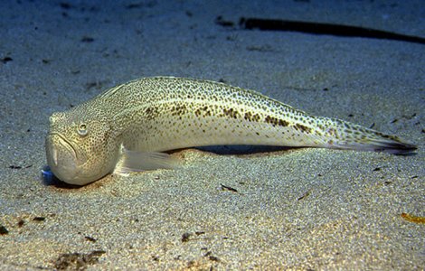 Un adolescent a murit pe loc după ce a fost înțepat de un pește veninos