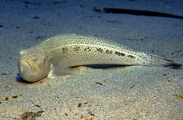 Un adolescent a murit pe loc după ce a fost &icirc;nțepat de un pește veninos