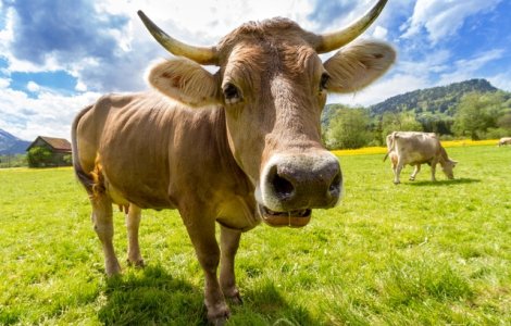 Motivul pentru care fermierii africani pictează ochi pe spatele vacilor