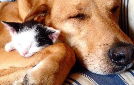  Top  Dragostea nu are limite! 15 prietenii neobișnuite între animale de specii diferite