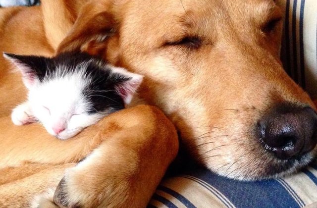 Dragostea nu are limite! 15 prietenii neobișnuite între animale de specii diferite