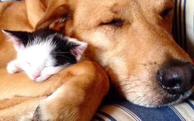 Dragostea nu are limite! 15...