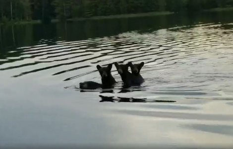 Dragostea unei mame nu are limite! O ursoaică își cară puii în spate, în timp ce traversează înotând un râu