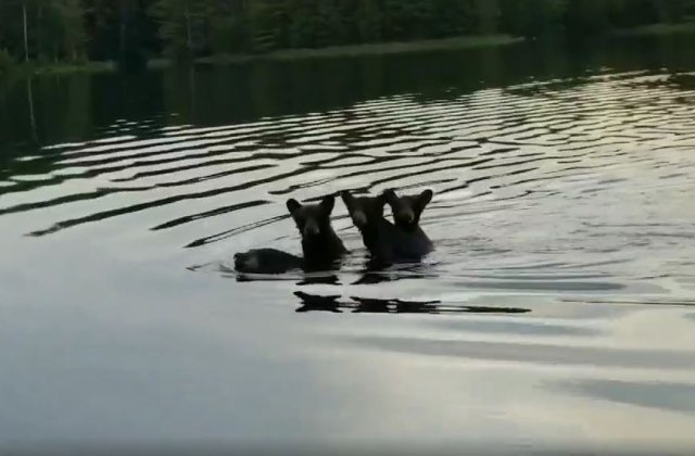 Dragostea unei mame nu are limite! O ursoaică &icirc;și cară puii &icirc;n spate, &icirc;n timp ce traversează &icirc;not&acirc;nd un r&acirc;u