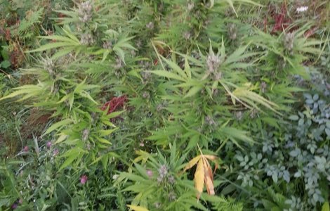 Plantație de cannabis, descoperită de DIICOT într-o pădure din Bistrița-Năsăud