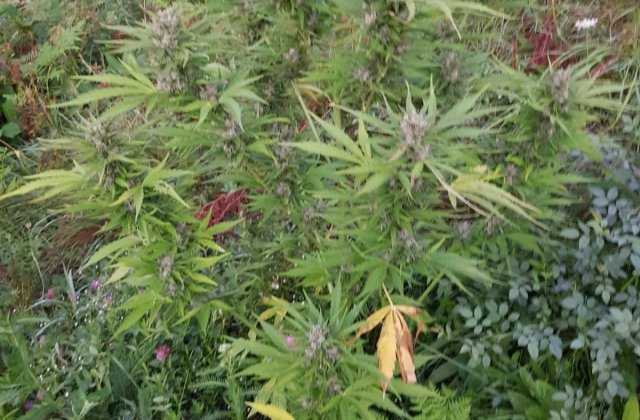 Plantație de cannabis, descoperită de DIICOT într-o pădure din Bistrița-Năsăud