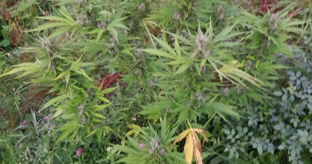 Plantație de cannabis, descoperită de DIICOT într-o pădure din Bistrița-Năsăud