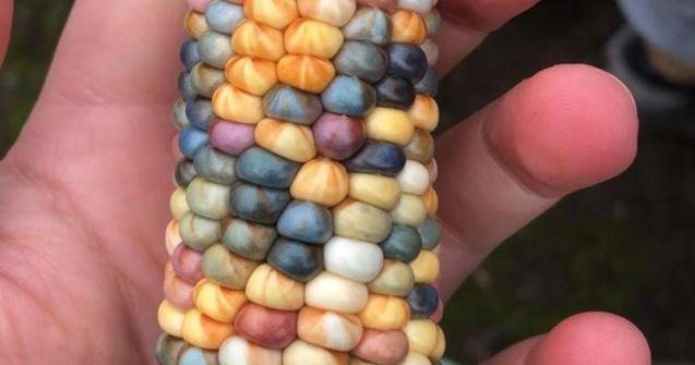  Top  FOTO 20 de situații în care Mama Natura a întrecut limitele normalității