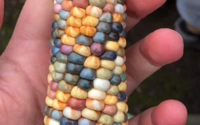 Imagini incredibile! 20 de...