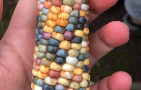  Top  Imagini incredibile! 20 de situații în care Mama Natura a întrecut limitele normalității