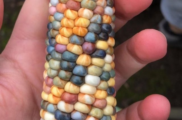 Imagini incredibile! 20 de situații &icirc;n care Mama Natura a &icirc;ntrecut limitele normalității