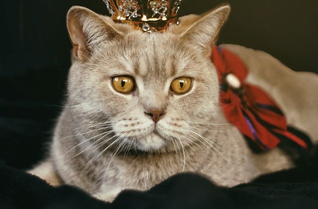 10 pisici haioase care au arătat stăpânilor cine este șeful