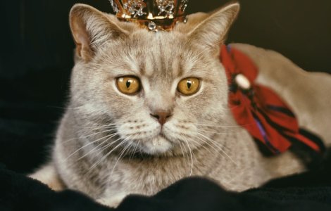  Top  10 pisici haioase care au arătat stăpânilor cine este șeful