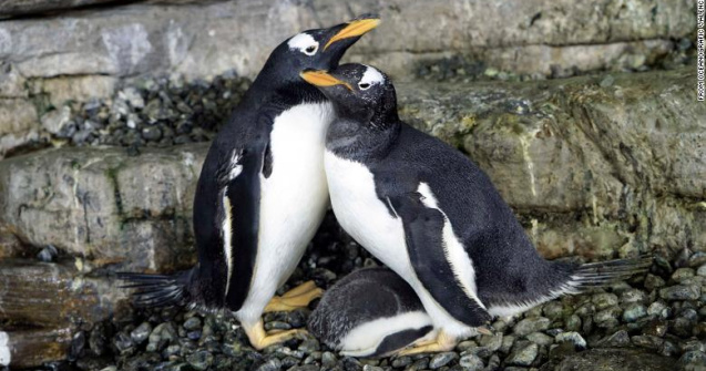 Doi pinguini de același sex au devenit părinții unui pui care a eclozat