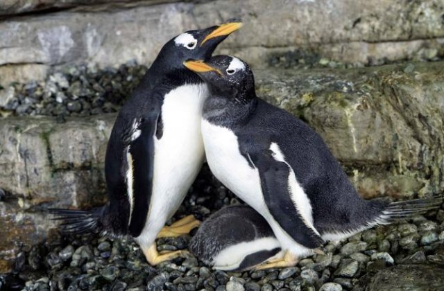 Doi pinguini de același sex au devenit părinții unui pui care a eclozat la un acvariu din Spania