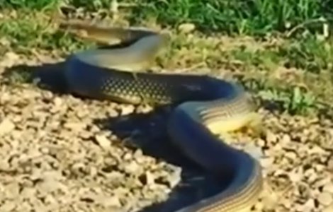 VIDEO Un șarpe uriaș a fost filmat într-un parc din Brăila