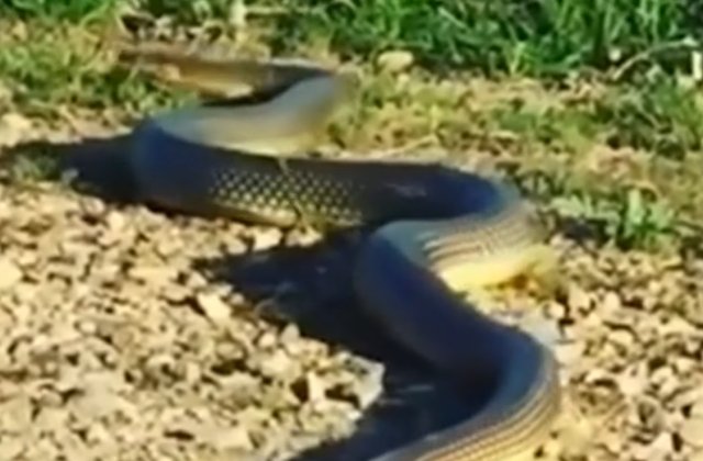 VIDEO Un șarpe uriaș a fost filmat într-un parc din Brăila