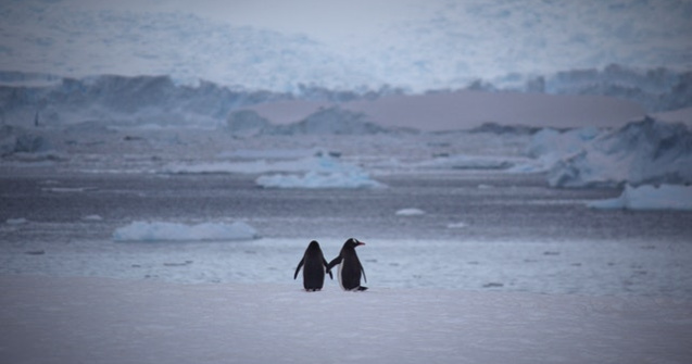 VIDEO O echipă de filmare a salvat mai mulți pinguini blocați într-o prăpastie