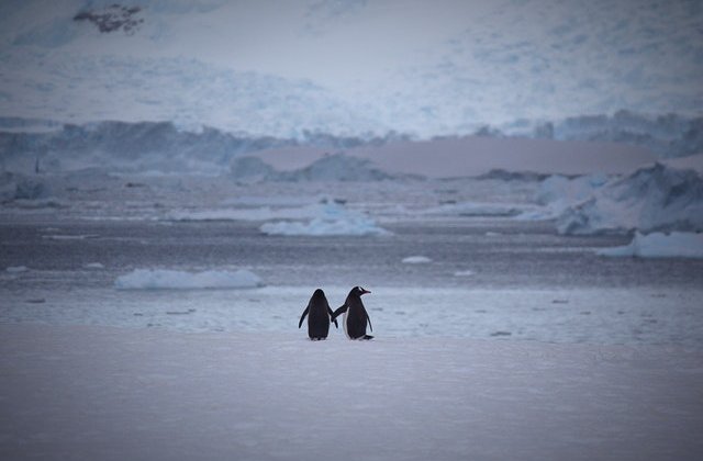 VIDEO O echipă de filmare a BBC a salvat mai mulți pinguini blocați într-o prăpastie înghețată
