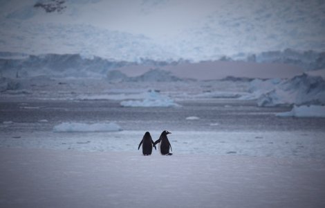 VIDEO O echipă de filmare a BBC a salvat mai mulți pinguini blocați într-o prăpastie înghețată