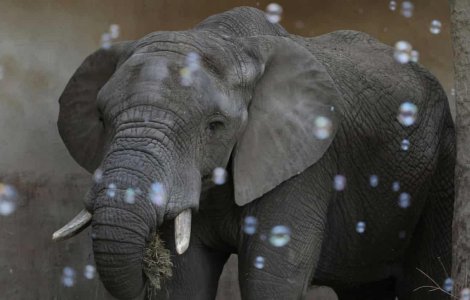 Elefanții stresați de la grădina zoologică din Varșovia vor primi marijuana