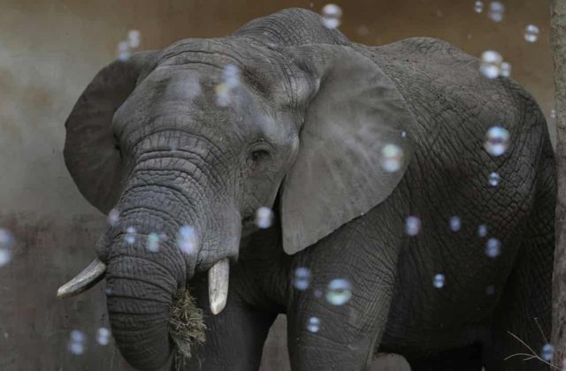 Elefanții stresați de la grădina zoologică din Varșovia vor primi marijuana medicală