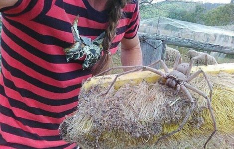  Top  Numai în Australia: 12 imagini cu animale care vor ridica părul pe tine