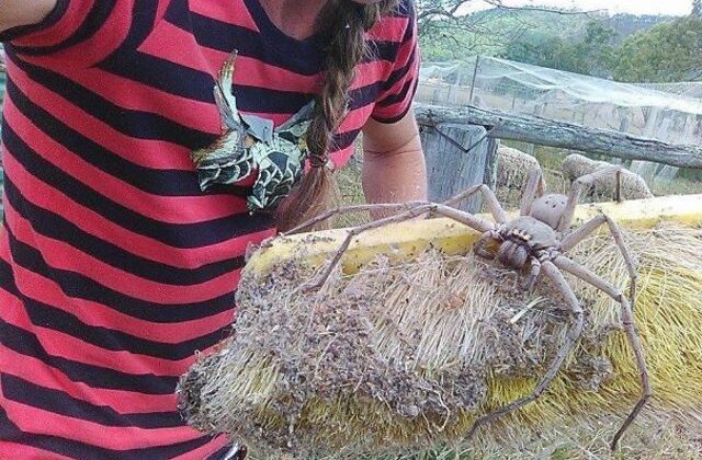 Numai &icirc;n Australia: 12 imagini cu animale care vor ridica părul pe tine