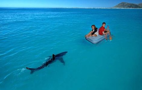 Povestea romanului care a scapat de rechini