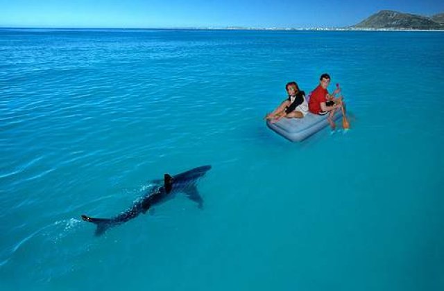 Povestea romanului care a scapat de rechini