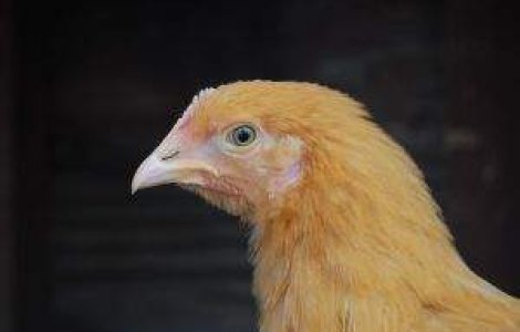 Gripa aviara a omorat 2.000 de pasari la o ferma in Spania