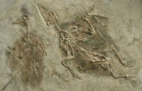 Studiu: Primele pasari aveau patru aripi