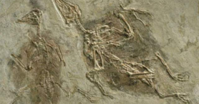 Studiu: Primele pasari aveau patru aripi