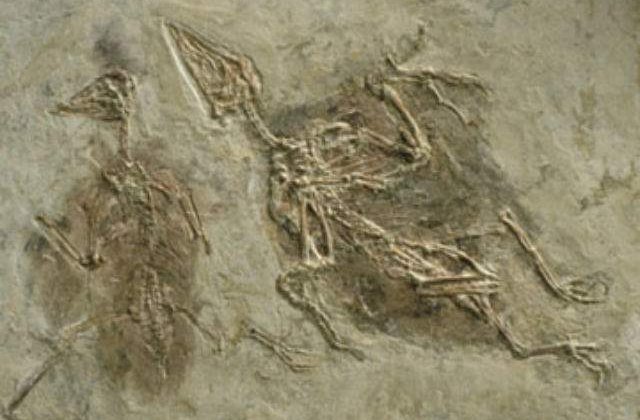 Studiu: Primele pasari aveau patru aripi